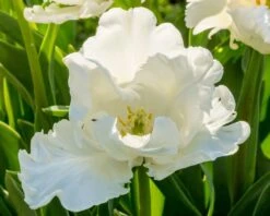 Tulip 'Super Parrot' -Flowers Sales Store tulip super parrot 8