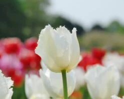 Tulip 'Swan Wings' -Flowers Sales Store tulip swan wings 3