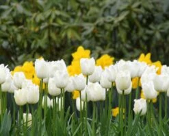 Tulip 'Swan Wings' -Flowers Sales Store tulip swan wings 8