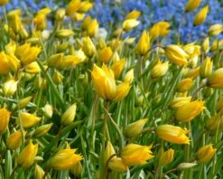 Tulip Sylvestris -Flowers Sales Store tulip sylvestris 2