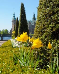 Tulip Sylvestris -Flowers Sales Store tulip sylvestris 3
