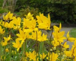 Tulip Sylvestris -Flowers Sales Store tulip sylvestris 5