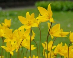 Tulip Sylvestris -Flowers Sales Store tulip sylvestris 8