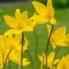 Tulip Sylvestris 1 Tulip Sylvestris -Flowers Sales Store tulip sylvestris 9