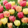 Tulip Collection 'Symbiose Pastels' -Flowers Sales Store tulip symbiose pastels 2