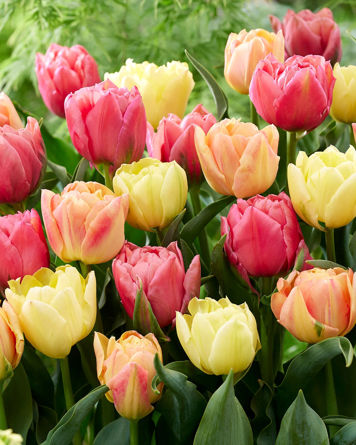 Tulip Collection 'Symbiose Pastels' 3 Tulip Collection 'Symbiose Pastels'