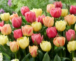 Tulip Collection 'Symbiose Pastels' 7 Tulip Collection 'Symbiose Pastels' -Flowers Sales Store tulip symbiose pastels 3