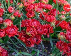 Tulip 'Tête-a-Tête' -Flowers Sales Store tulip tete a tete 5