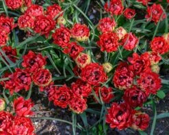 Tulip 'Tête-a-Tête' -Flowers Sales Store tulip tete a tete 6