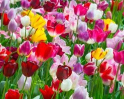 Tulip 'Triumph Mixed' -Flowers Sales Store tulip triumph mixed colours 3