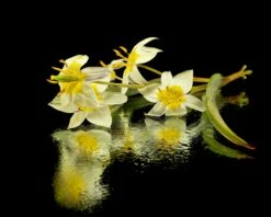 Tulip Turkestanica -Flowers Sales Store tulip turkestanica 11