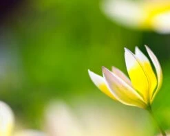 Tulip Turkestanica -Flowers Sales Store tulip turkestanica 12