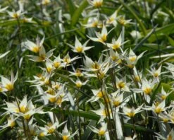 Tulip Turkestanica -Flowers Sales Store tulip turkestanica 2