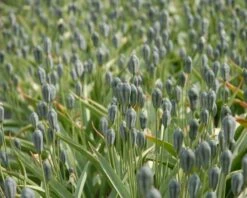 Tulip Turkestanica -Flowers Sales Store tulip turkestanica 4