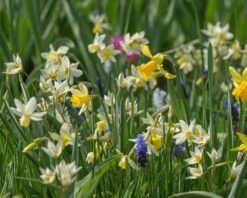 Tulip Turkestanica -Flowers Sales Store tulip turkestanica 5