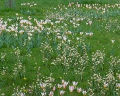 Tulip Turkestanica -Flowers Sales Store tulip turkestanica 7