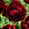 Tulip 'Uncle Tom' -Flowers Sales Store tulip uncle tom 00