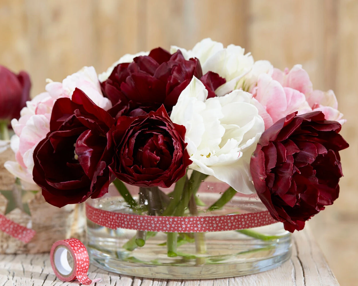 Tulip 'Uncle Tom' 12 Tulip 'Uncle Tom' - Image 10