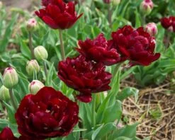 Tulip 'Uncle Tom' 23 Tulip 'Uncle Tom' -Flowers Sales Store tulip uncle tom 13