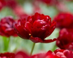 Tulip 'Uncle Tom' 21 Tulip 'Uncle Tom' -Flowers Sales Store tulip uncle tom 3