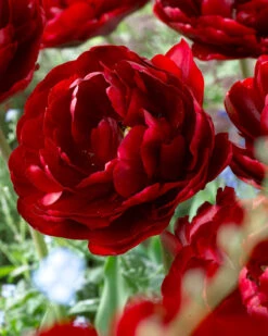 Tulip 'Uncle Tom' 22 Tulip 'Uncle Tom' -Flowers Sales Store tulip uncle tom 4