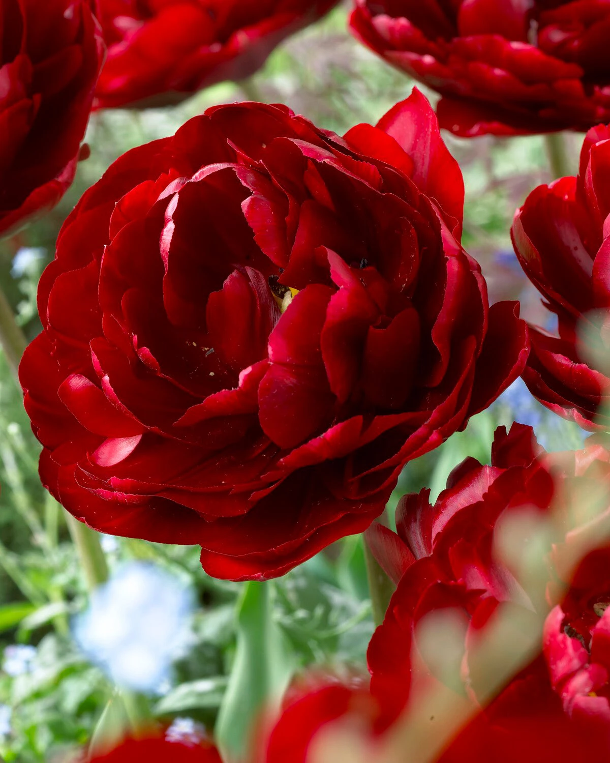 Tulip 'Uncle Tom' 8 Tulip 'Uncle Tom' - Image 6