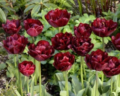 Tulip 'Uncle Tom' 19 Tulip 'Uncle Tom' -Flowers Sales Store tulip uncle tom 5