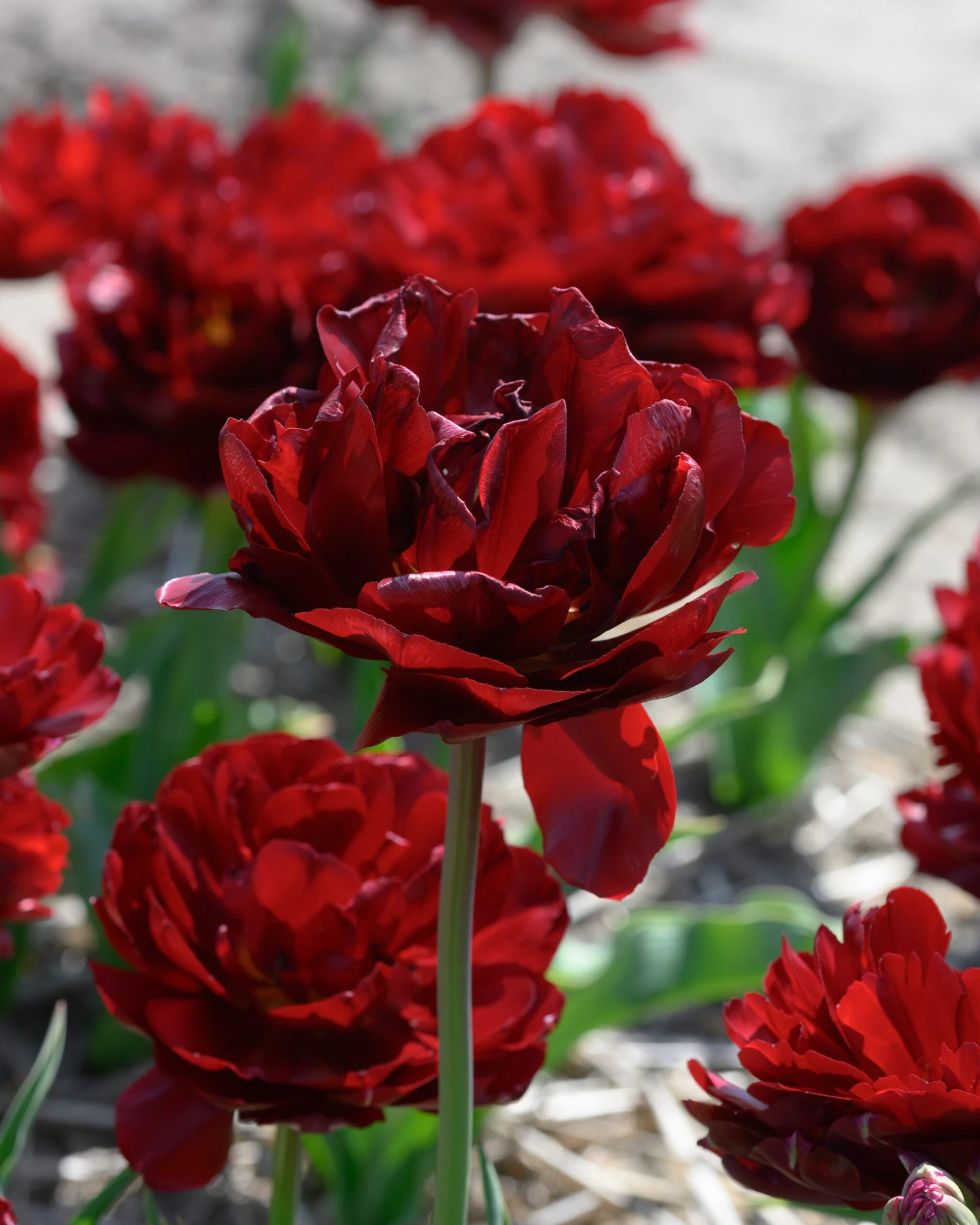 Tulip 'Uncle Tom' 10 Tulip 'Uncle Tom' - Image 8