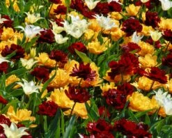 Tulip 'Uncle Tom' 28 Tulip 'Uncle Tom' -Flowers Sales Store tulip uncle tom 7