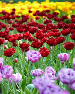 Tulip 'Uncle Tom' 29 Tulip 'Uncle Tom' -Flowers Sales Store tulip uncle tom 8