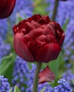 Tulip 'Uncle Tom' 27 Tulip 'Uncle Tom' -Flowers Sales Store tulip uncle tom 9