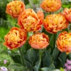 Tulip 'Valdivia' -Flowers Sales Store tulip valdivia 2