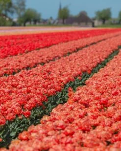 Tulip 'Valdivia' -Flowers Sales Store tulip valdivia 4