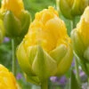 Tulip 'Vanilla Coup' -Flowers Sales Store tulip vanilla coup 1