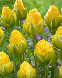Tulip 'Vanilla Coup' -Flowers Sales Store tulip vanilla coup 2