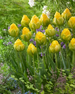 Tulip 'Vanilla Coup' -Flowers Sales Store tulip vanilla coup 3