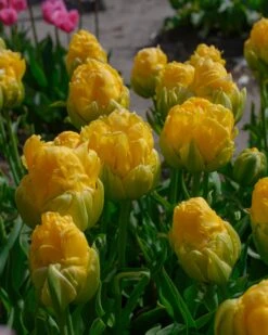 Tulip 'Vanilla Coup' -Flowers Sales Store tulip vanilla coup 4