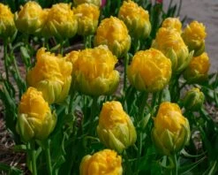 Tulip 'Vanilla Coup' -Flowers Sales Store tulip vanilla coup 5