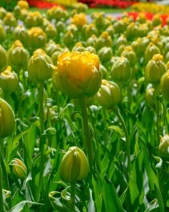 Tulip 'Vanilla Coup' -Flowers Sales Store tulip vanilla coup 8