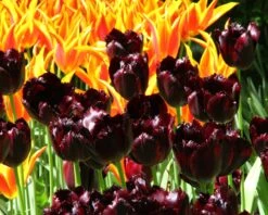 Tulip 'Vincent Van Gogh' -Flowers Sales Store tulip vincent van gogh 5