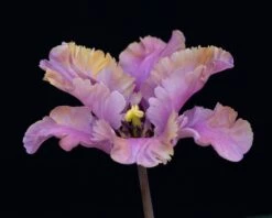 Tulip 'Vovos' 18 Tulip 'Vovos' -Flowers Sales Store tulip vovos 1