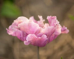 Tulip 'Vovos' 19 Tulip 'Vovos' -Flowers Sales Store tulip vovos 3