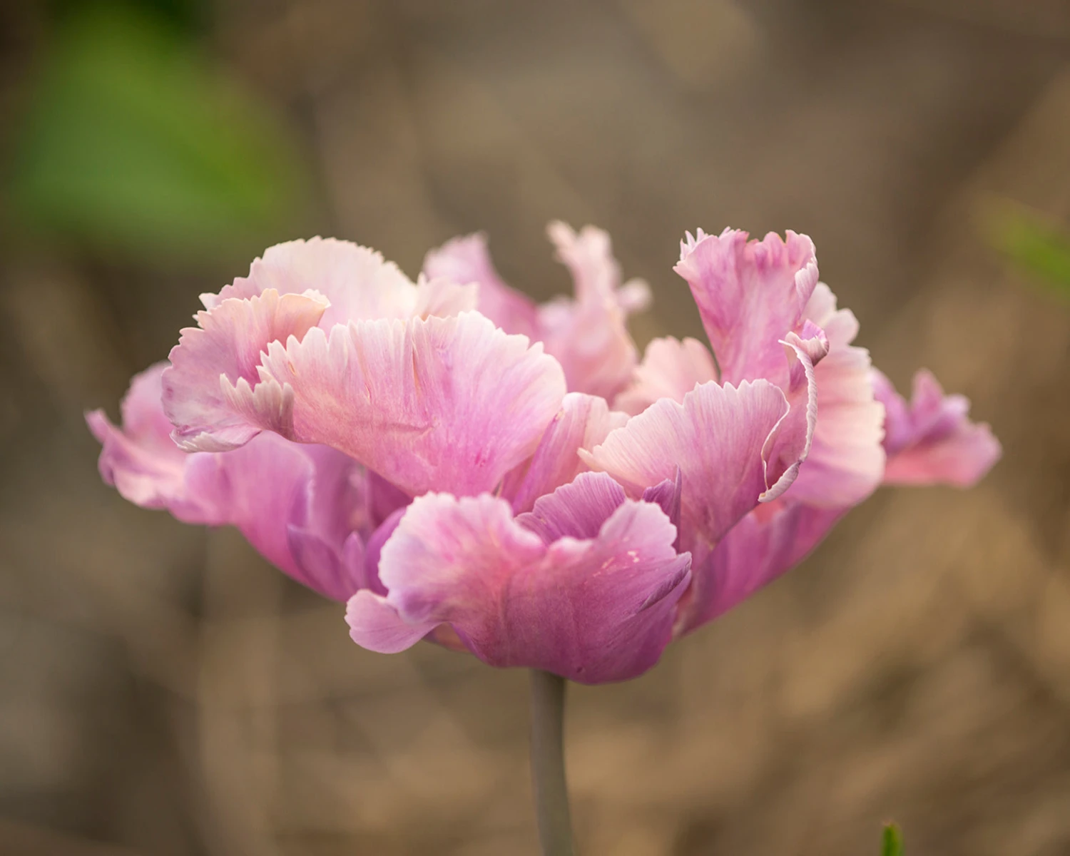 Tulip 'Vovos' 11 Tulip 'Vovos' - Image 9