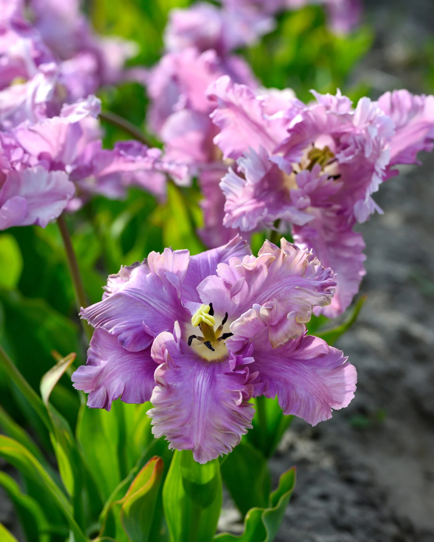 Tulip 'Vovos' 4 Tulip 'Vovos' - Image 2