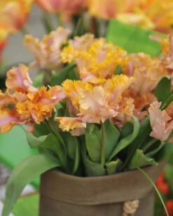 Tulip 'Vovos' 17 Tulip 'Vovos' -Flowers Sales Store tulip vovos 5