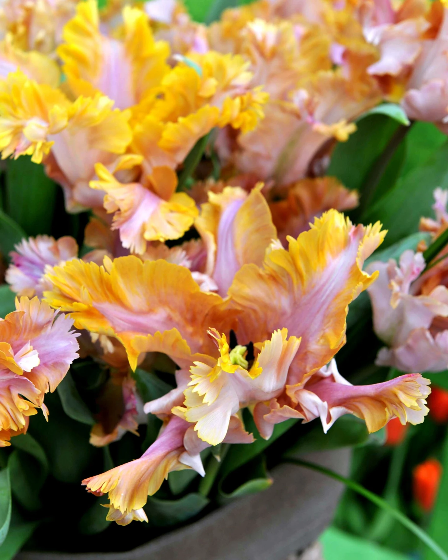 Tulip 'Vovos' 3 Tulip 'Vovos'