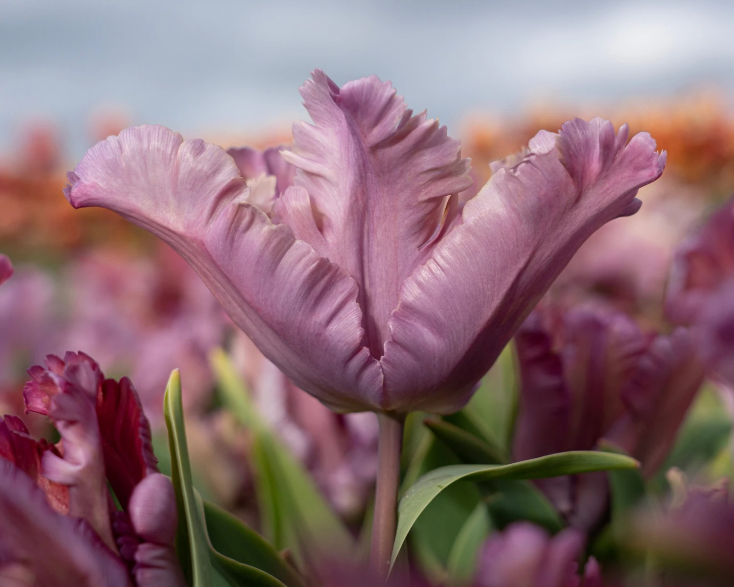 Tulip 'Vovos' 6 Tulip 'Vovos' - Image 4