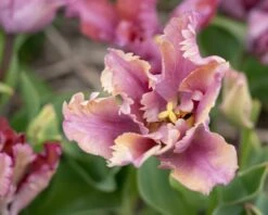 Tulip 'Vovos' 13 Tulip 'Vovos' -Flowers Sales Store tulip vovos 9