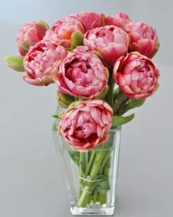 Tulip 'Wedding Gift' -Flowers Sales Store tulip wedding gift 1