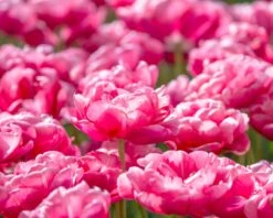 Tulip 'Wedding Gift' -Flowers Sales Store tulip wedding gift 10